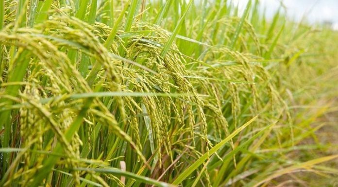 Produksi Pertanian di Aceh Barat 135 Ribu Ton