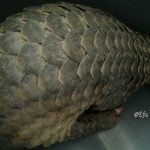 Warga Gampoeng Alue Meutuah, Temukan Seekor Trenggiling di dalam “Peti Kayu”