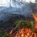 Lagi, Si Jago Merah Lahap Lahan Warga di Kuta Blang Aceh Selatan