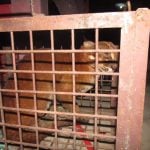 Geger, Ditemukan Kucing Emas di Aceh Selatan