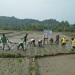 Tanam Perdana Benih Padi Impari 32, Kelompok Ramat Tani Pernah Panen 12,8 Ton
