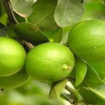 putihkan wajah dengan jeruk nipis