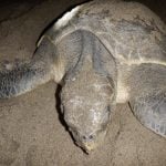 Penyu Lekang Kembali Bertelur di Pantai Singgah Mata Rantau Sialang