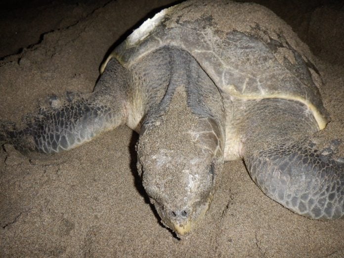 Penyu Lekang Kembali Bertelur di Pantai Singgah Mata Rantau Sialang