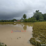 Akibat Banjir, Ratusan Hektare Sawah di Pidie Jaya Terancam Gagal Panen