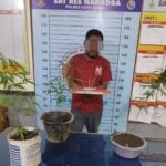 Tanam Ganja di Samping Rumah, Tukang Pangkas di Aceh Utara Diringkus