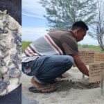 Hasil Adopsi Sarang, Puluhan Tukik Penyu Lekang Menetas di Pantai TN Gunung Leuser