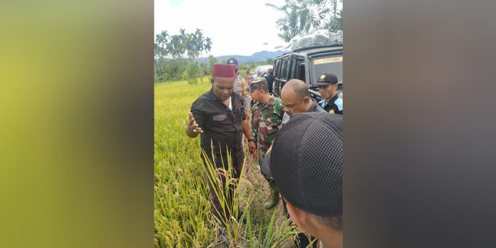 Abusyik Pantau Hasil Penyemprotan Pupuk Alam Organik