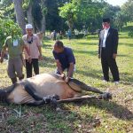 PT PIM Sembelih 21 Ekor Sapi Qurban untuk 17 Desa Lingkungan