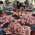 Pemkab Aceh Utara Bantu 18 Lembu Qurban untuk Dayah, Masjid dan Gampong