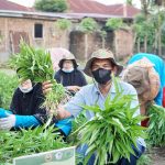 KWT Raseuki Seumula Binaan PT PIM Panen Perdana Tanaman Hortikultura