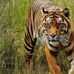 Box Trap dan Senjata Bius Untuk Tangkap Harimau di Aceh Selatan Belum Buahkan Hasil