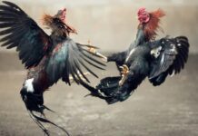 Jenis Ayam Aduan yang Paling Populer