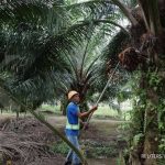 Nasib Buruh Panen PTPN I Kebun Cot Girek: Tak Pernah Dibayar THR Hingga Langgar Permenaker