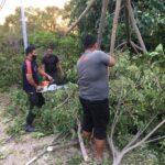 Pohon Tumbang di Badan Jalan Neuheun, Dua Warga Luka-Luka