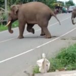 Puluhan Ekor Gajah Liar Digiring Keluar Dari Pemukiman Warga Bener Meriah