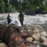 Seekor Gajah Ditemukan Mati di Nisam Antara Aceh Utara