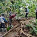 Anak Gajah Ditemukan Mati di Mila Pidie