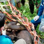 Beruang Madu Terperangkap Jerat Babi di Abdya