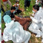 Kerap Rusak Kebun Warga, Orang Utan di Lhoong Dievakuasi