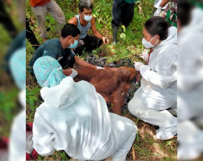 Editor_2_20220304105240