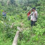 Tertimpa Pohon Tumbang, Remaja di Bener Meriah Meninggal Dunia