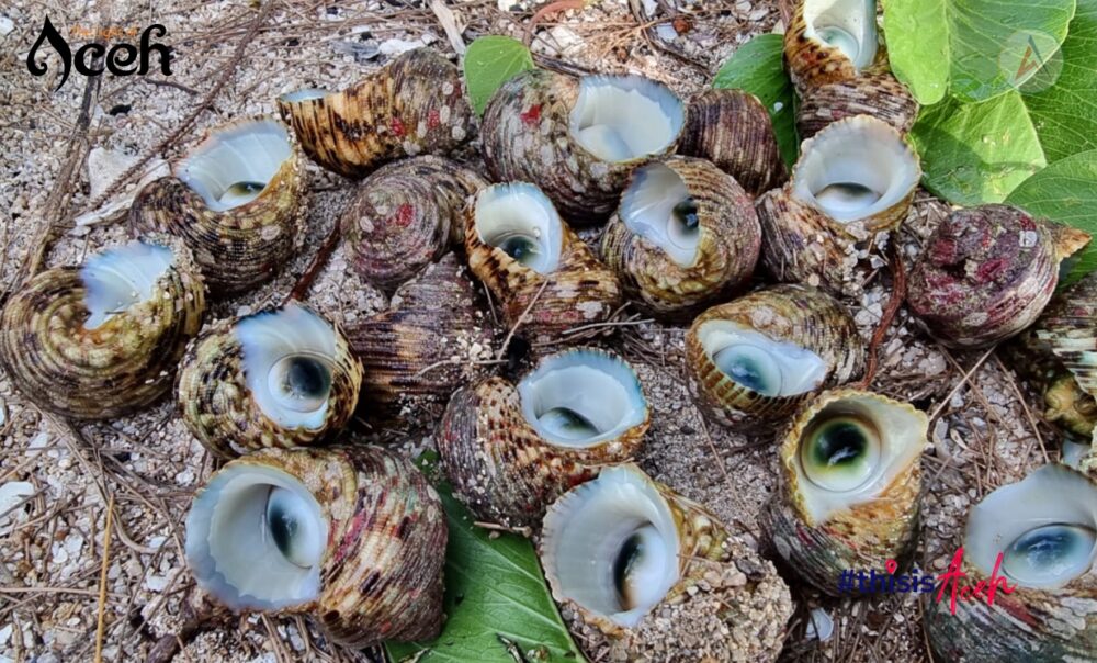 Lolak atau Siput Mata Lembu (Turbo Argyrostoma)