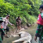 Seekor Gajah Jantan Ditemukan Mati di Pedalaman Hutan Aceh Timur