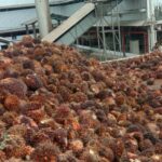 Harga TBS Kelapa Sawit di Abdya Anjlok