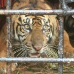 Seekor Harimau Sumatera Masuk Perangkap di Aceh Selatan