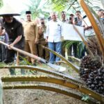 Bupati Aceh Utara Panen Perdana Sawit Program PSR