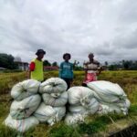 Petani Abdya Keluhkan Harga Gabah Turun Saat Musim Panen