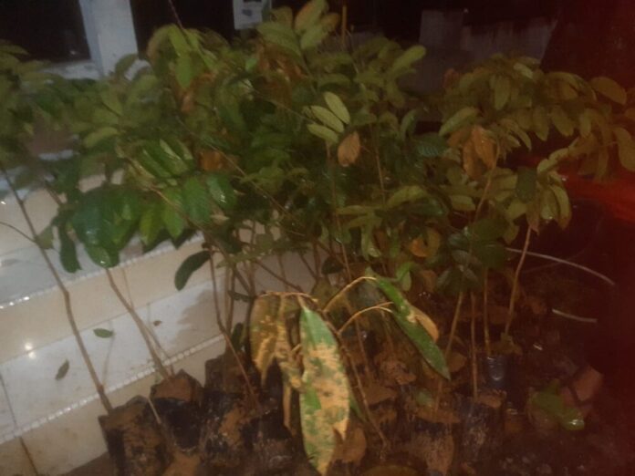 18f96781336db362d6345a6acf92800a Barang Impor Ilegal yang diamankan Bea Cukai Langsa di gudang PT. Api Gampong Alue Dua, Kecamatan Langsa Baro, Kota Langsa, Kamis (3/8/2023). Foto ist