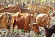 Kejati Aceh Tetapkan 3 Tersangka Pengadaan Sapi Dinas Pertanian Aceh Tenggara