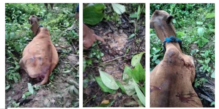 a435084fef237eb3b921dd657542fcde