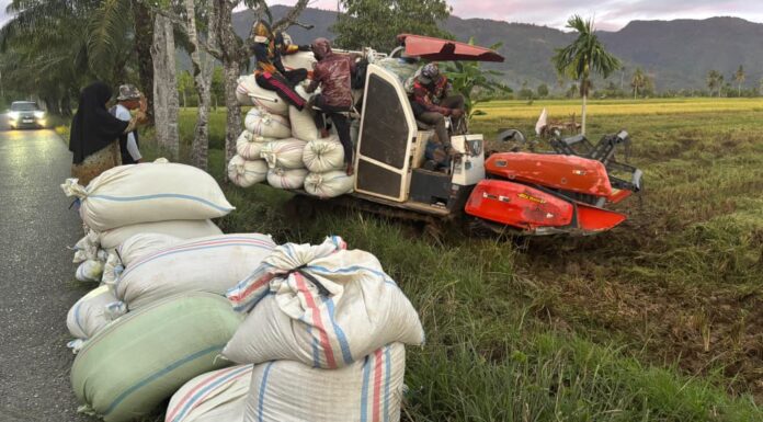 Pasca Lebaran, Harga Gabah di Abdya Merosot ke Angka Rp6.600 Per Kilogram