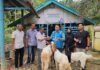 PLN NP UP Arun Salurkan Indukan Kambing untuk Kelompok Tani Ujung Jaya