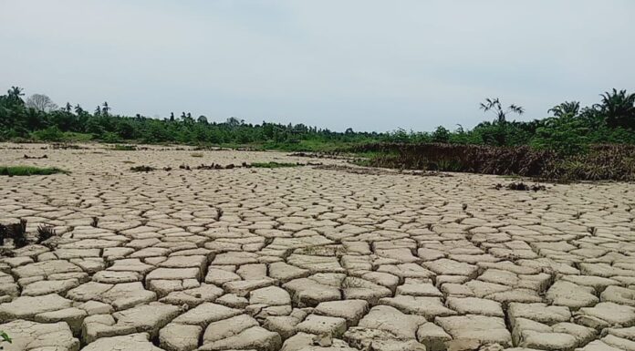16.276 Hektare Sawah di Aceh Rusak Berat Pascabencana, Petani Butuh Penanganan