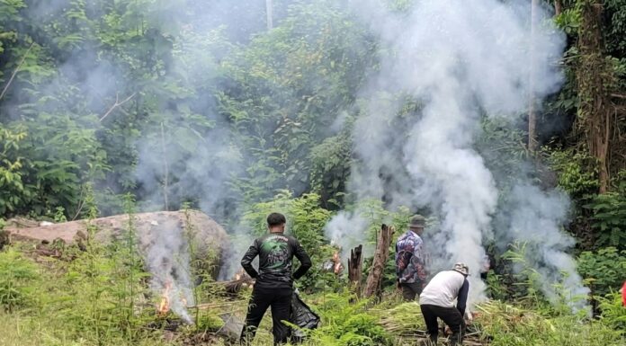 Deninteldam IM Musnahkan 3.500 Batang Ganja di Aceh Besar