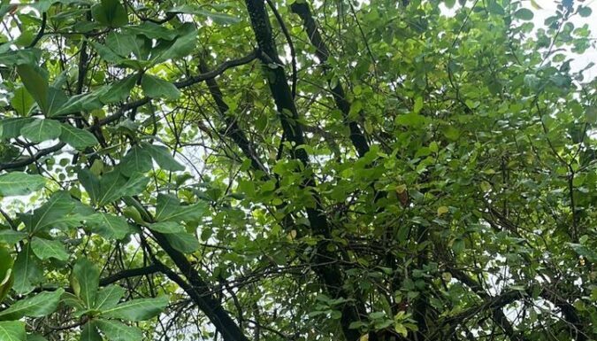 Diduga Mengantuk, Mobil Innova Terjun ke Jurang 20 Meter di Aceh Selatan